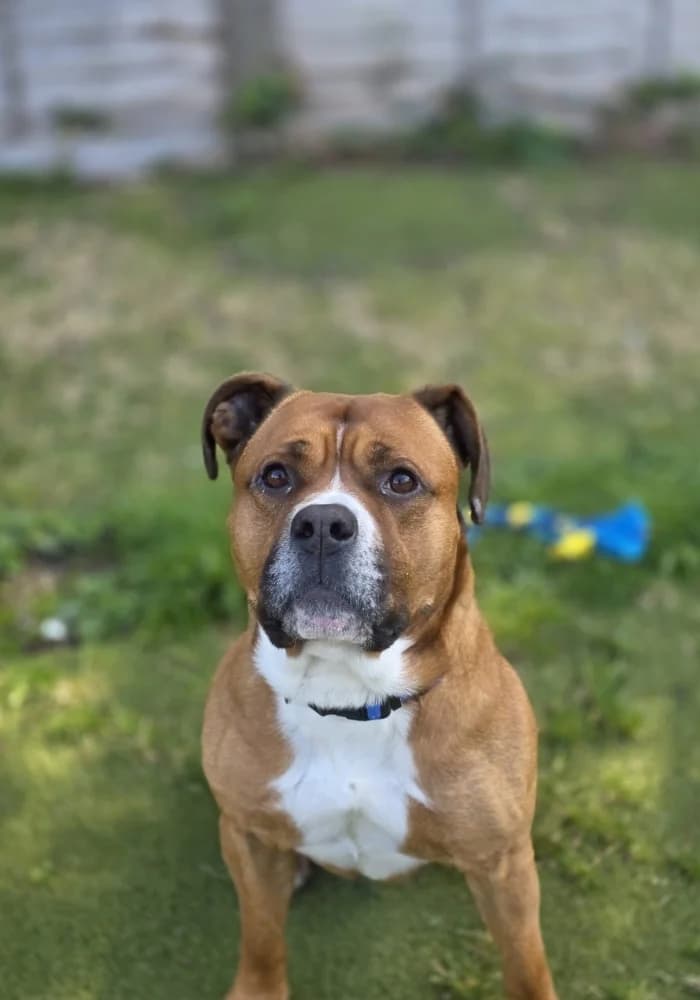 Finn, male 6yo Staffordshire Bull Terrier for adoption at St Francis Animal Welfare