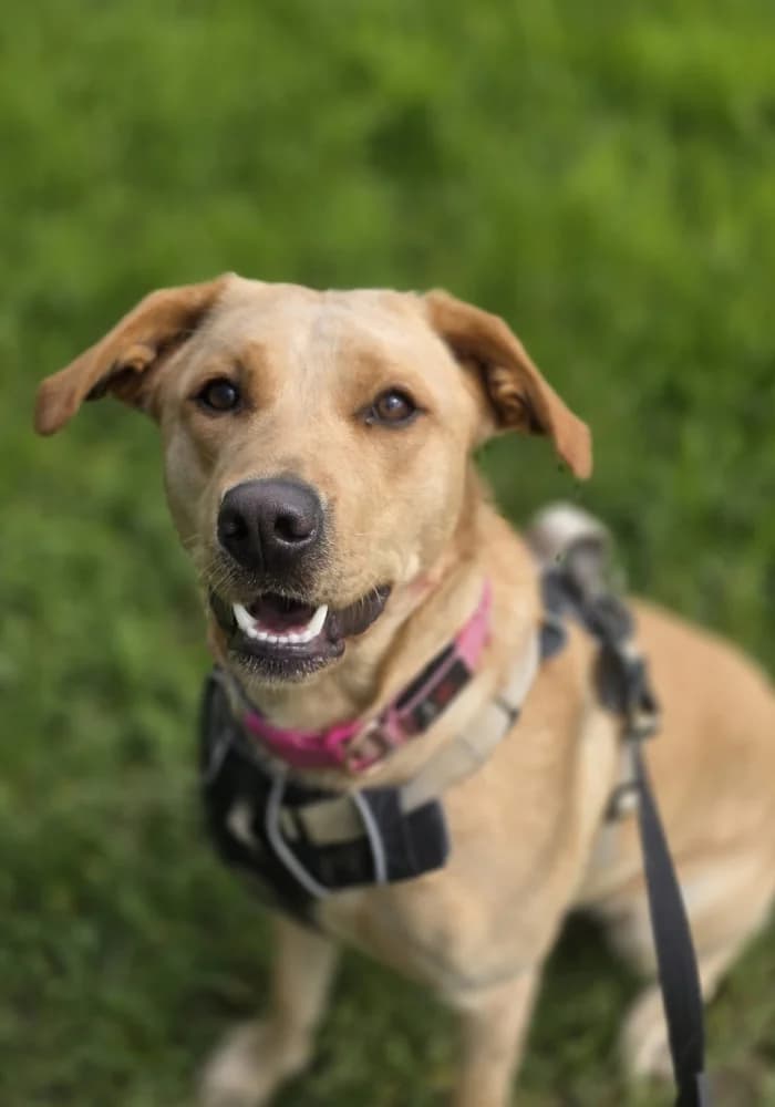 Monkey, male 6yo Pug for adoption at St Francis Animal Welfare