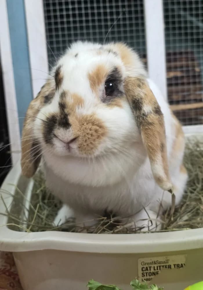 Mo, male young mixed breed for adoption at St Francis Animal Welfare