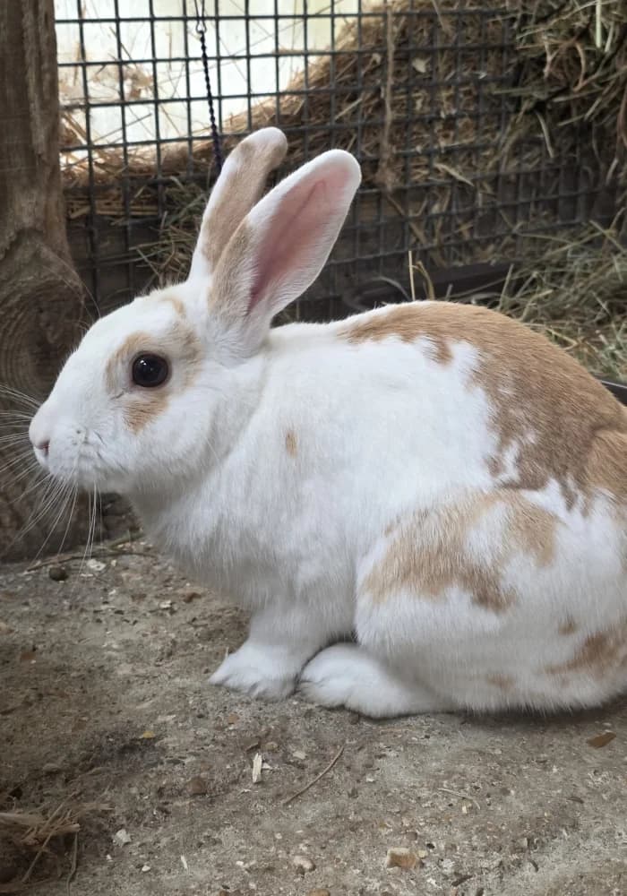 Parsley, male young mixed breed for adoption at St Francis Animal Welfare