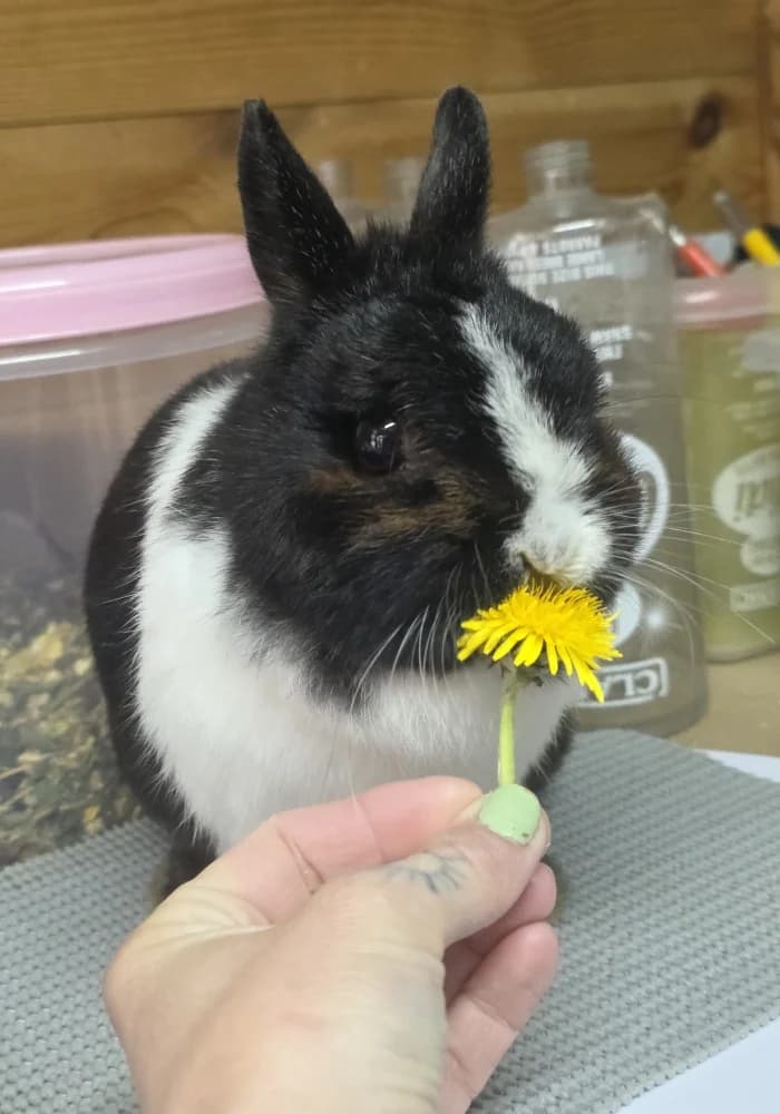 Toffee, female 6yo Mixed Breed for adoption at St Francis Animal Welfare