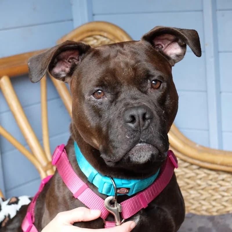 Marie, young Mixed Breed for adoption at Staffie Rescue, Surrey