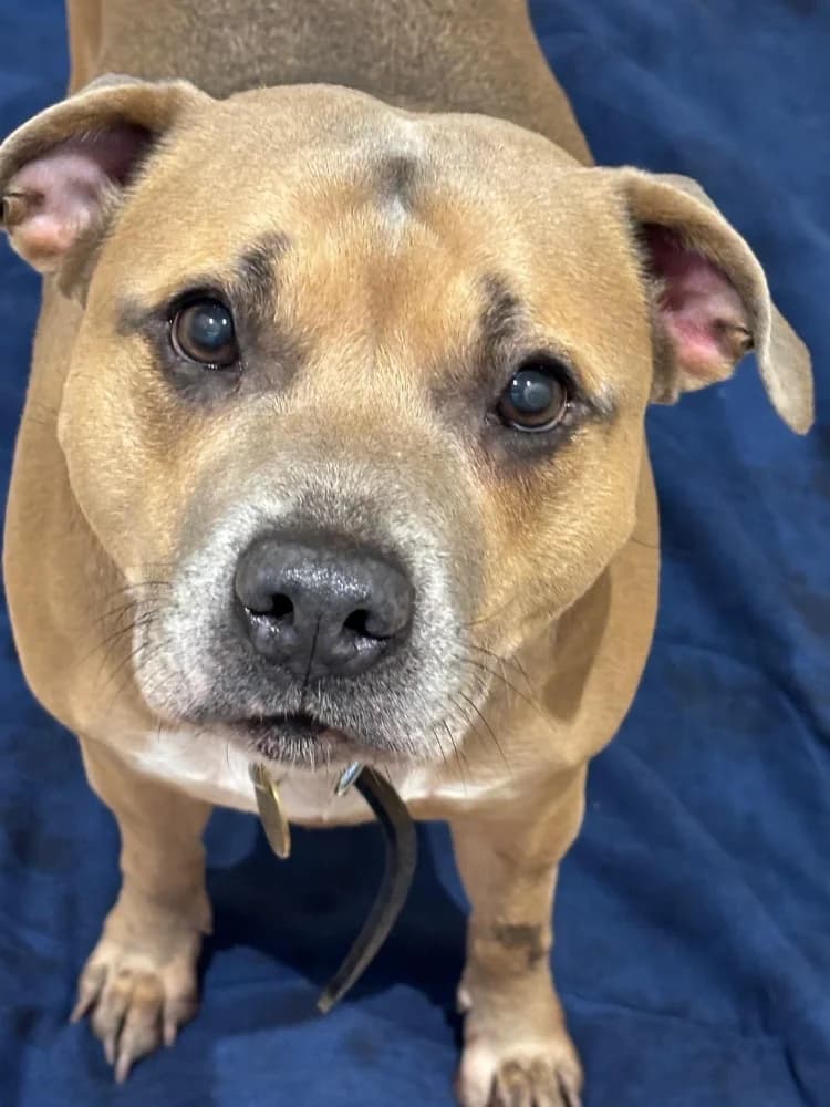 Lady, young Staffordshire Bull Terrier for adoption at Staffie Rescue, Surrey