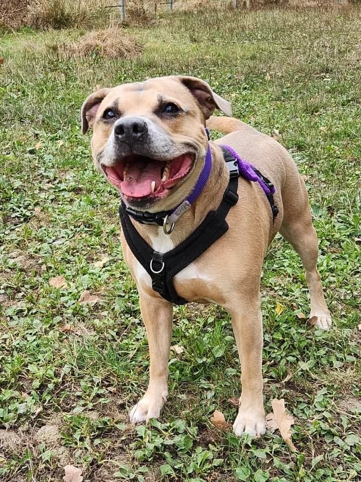 Lady, young Staffordshire Bull Terrier for adoption at Staffie Rescue, Surrey