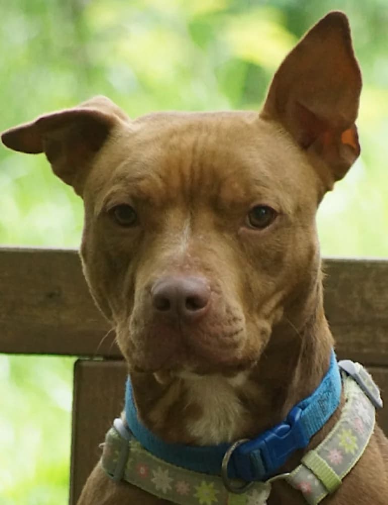 Buddy, young Staffordshire Bull Terrier for adoption at Staffie Rescue, Surrey