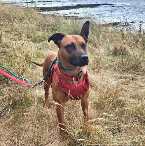Roxi, young Staffordshire Bull Terrier for adoption at Staffie Smiles Rescue