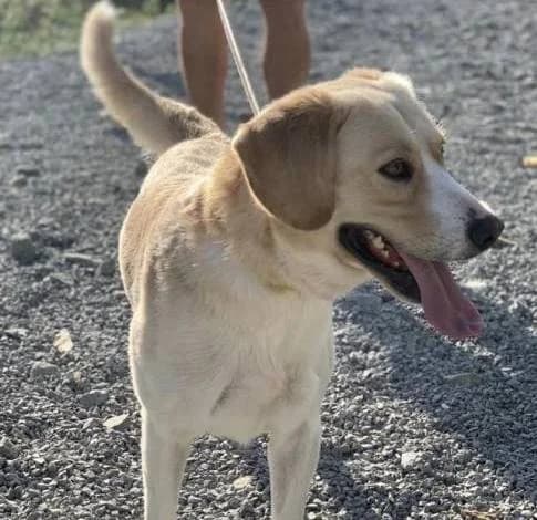 Achilles, male 5yo Labrador Retriever for adoption at Starlight Barking Trust