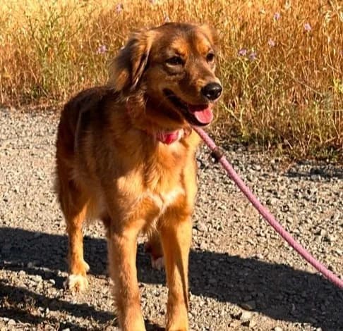 Alkistis, female 3yo mixed breed for adoption at Starlight Barking Trust