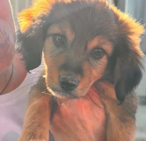 Biscoff, male puppy mixed breed for adoption at Starlight Barking Trust