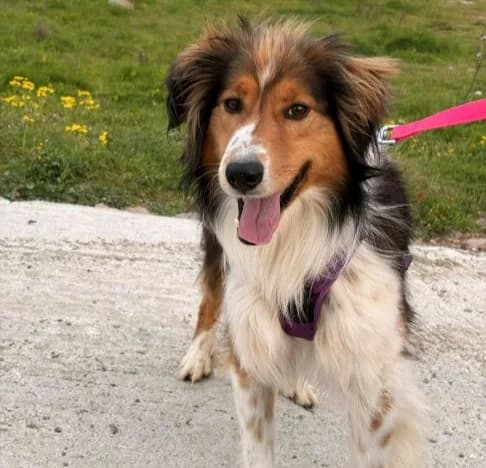 Charlie, male mixed breed for adoption at Starlight Barking Trust