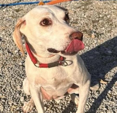 Daphne, female mixed breed for adoption at Starlight Barking Trust