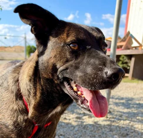 Espresso, male Mixed Breed for adoption at Starlight Barking Trust