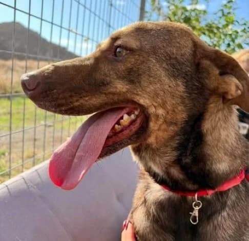 Freddo, male Mixed Breed for adoption at Starlight Barking Trust