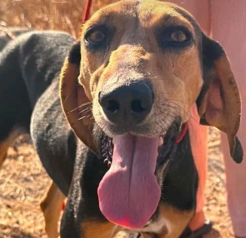 Greta, female Mixed Breed for adoption at Starlight Barking Trust