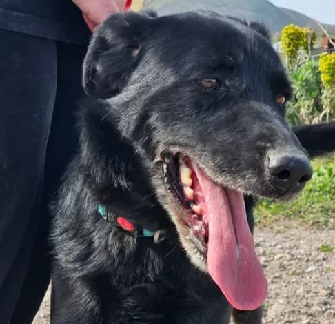 Julio, male Mixed Breed for adoption at Starlight Barking Trust