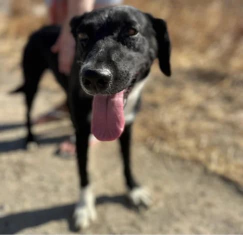 Laurita, female young Labrador Retriever for adoption at Starlight Barking Trust
