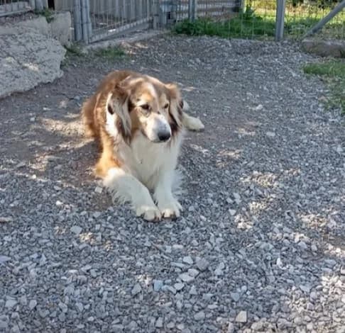 Michalis, male Collie for adoption at Starlight Barking Trust