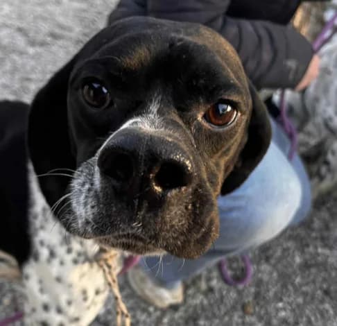 Odin, male puppy Pointer for adoption at Starlight Barking Trust