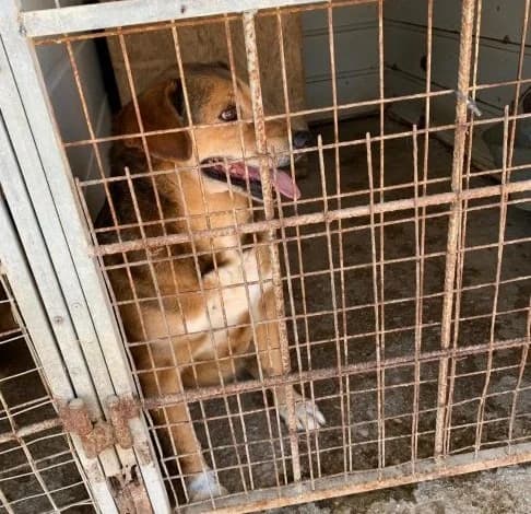 Omiros, male mixed breed for adoption at Starlight Barking Trust