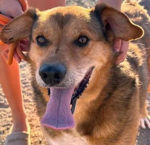 Omiros, male mixed breed for adoption at Starlight Barking Trust