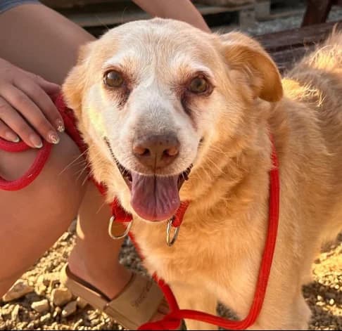 Randal, male senior Mixed Breed for adoption at Starlight Barking Trust