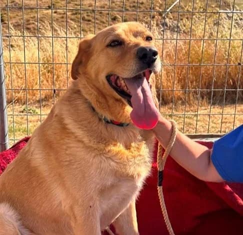 Reba, female 3yo mixed breed for adoption at Starlight Barking Trust
