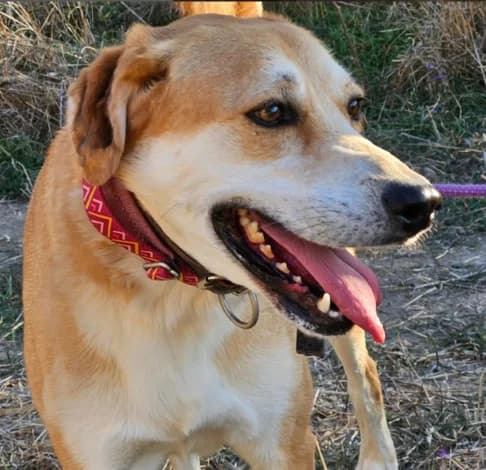 Ribo, male Mixed Breed for adoption at Starlight Barking Trust