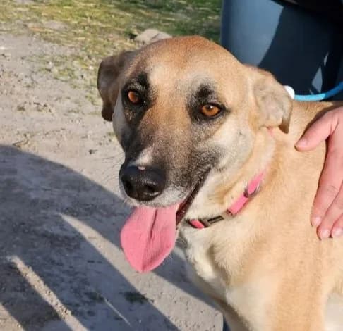 Roxanne, female mixed breed for adoption at Starlight Barking Trust