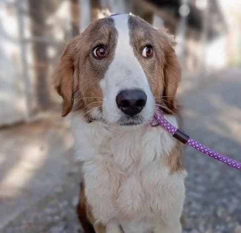 Silver, male mixed breed for adoption at Starlight Barking Trust