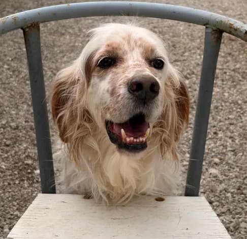 Swiffer, male mixed breed for adoption at Starlight Barking Trust