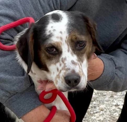 Tallulah, female Mixed Breed for adoption at Starlight Barking Trust