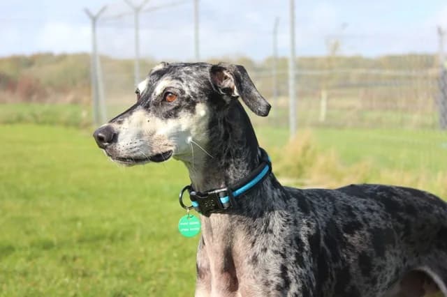 Arlo, male 6yo Saluki for adoption at Stokenchurch Dog Rescue, Stokenchurch