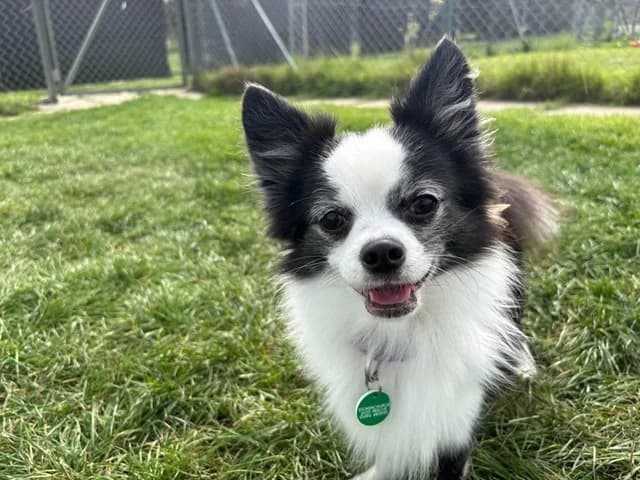 Arthur, male 5yo Chihuahua for adoption at Stokenchurch Dog Rescue, Stokenchurch