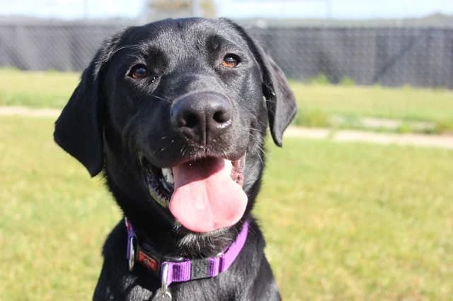 Baloo *Application only*, male young Labrador Retriever for adoption at Stokenchurch Dog Rescue, Stokenchurch