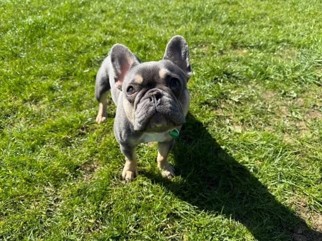 Bella - APPLICATIONS CLOSED, female young English Bulldog for adoption at Stokenchurch Dog Rescue, Stokenchurch