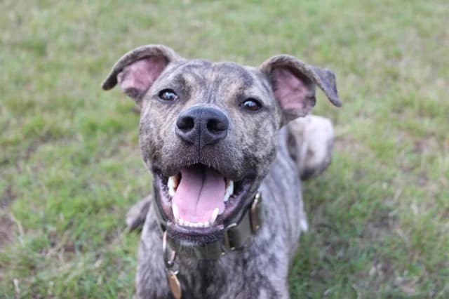 Boy, male puppy mixed breed for adoption at Stokenchurch Dog Rescue, Stokenchurch
