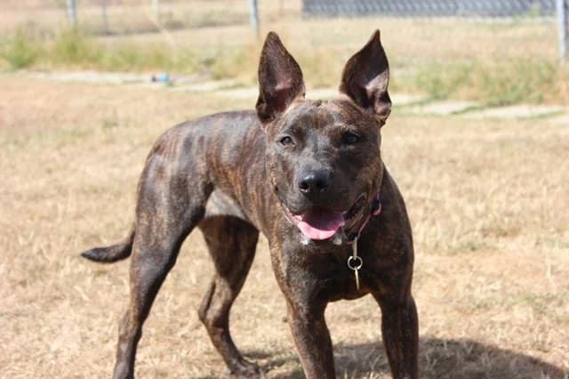 Carys, female young mixed breed for adoption at Stokenchurch Dog Rescue, Stokenchurch
