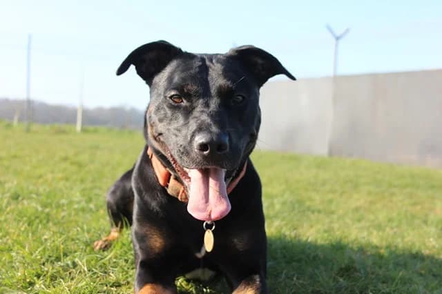 Coco, female 3yo mixed breed for adoption at Stokenchurch Dog Rescue, Stokenchurch