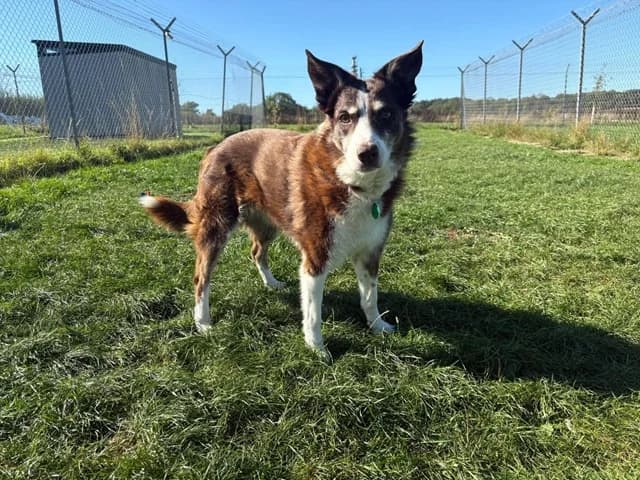 Coco, female senior Border Collie for adoption at Stokenchurch Dog Rescue, Stokenchurch