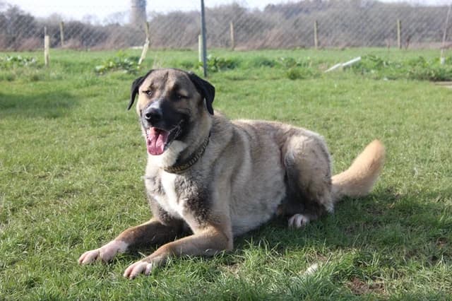 Eddie, male 4yo mixed breed for adoption at Stokenchurch Dog Rescue, Stokenchurch