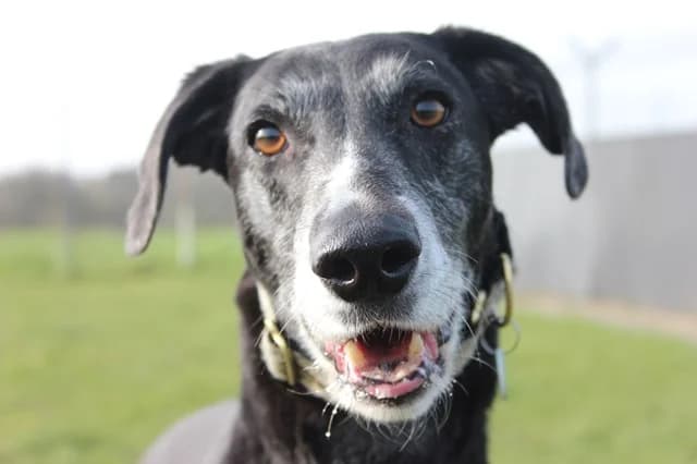 Frazzle, male 7yo mixed breed for adoption at Stokenchurch Dog Rescue, Stokenchurch