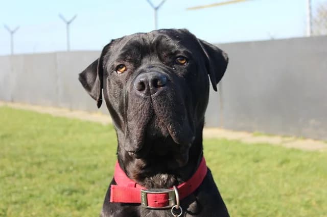 Knight, male 3yo Cane Corso for adoption at Stokenchurch Dog Rescue, Stokenchurch