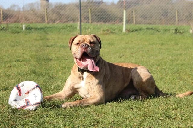Loki, male 4yo English Bulldog for adoption at Stokenchurch Dog Rescue, Stokenchurch