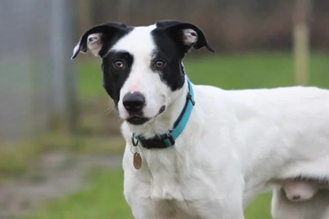 Loki, male 3yo Border Collie for adoption at Stokenchurch Dog Rescue, Stokenchurch