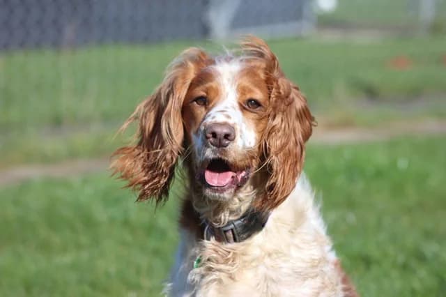 Maisie, female 6yo Cocker Spaniel for adoption at Stokenchurch Dog Rescue, Stokenchurch
