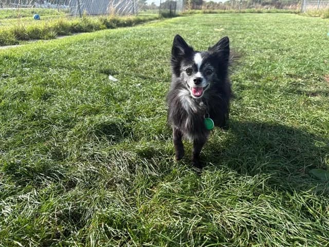 Merlin, male 5yo Chihuahua for adoption at Stokenchurch Dog Rescue, Stokenchurch