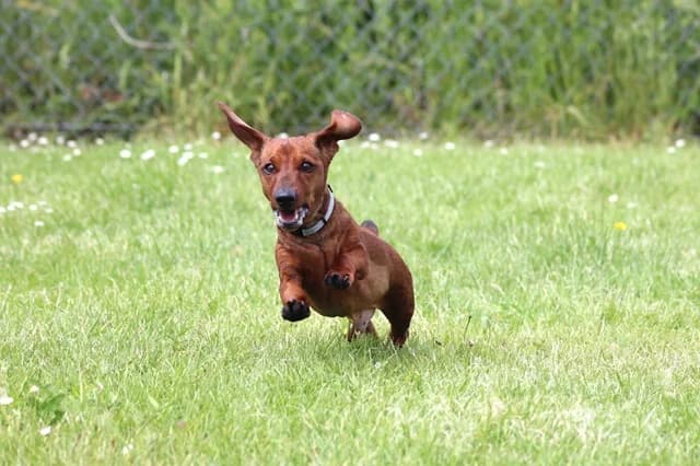 Mitzi, male senior mixed breed for adoption at Stokenchurch Dog Rescue, Stokenchurch