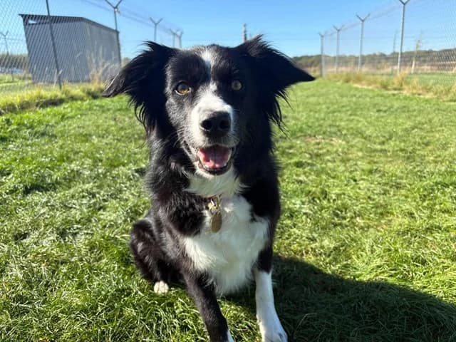 Nell, female 4yo Border Collie for adoption at Stokenchurch Dog Rescue, Stokenchurch