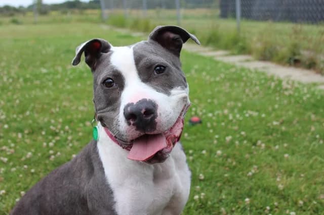 Ocean **APPLICATION ONLY**, female 3yo mixed breed for adoption at Stokenchurch Dog Rescue, Stokenchurch