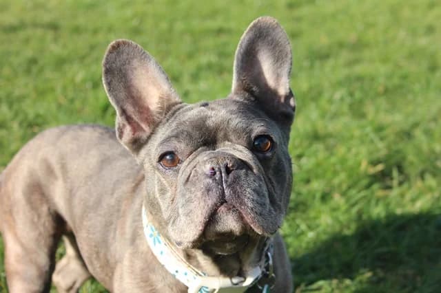 Poppy, female 6yo English Bulldog for adoption at Stokenchurch Dog Rescue, Stokenchurch